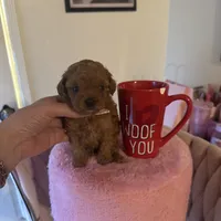 Buffy, a female Poodle - Toy  for sale in Beverly Hills, CA – Photo 2 of 6