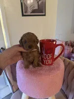 Buffy, a female Poodle - Toy  for sale in Beverly Hills, CA – Photo 2 of 6