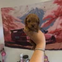 Buffy, a female Poodle - Toy  for sale in Beverly Hills, CA – Photo 3 of 6