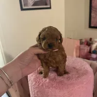 Buffy, a female Poodle - Toy  for sale in Beverly Hills, CA – Photo 5 of 6