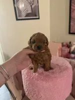 Buffy, a female Poodle - Toy  for sale in Beverly Hills, CA – Photo 5 of 6