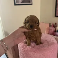 Buffy, a female Poodle - Toy  for sale in Beverly Hills, CA – Photo 1 of 6