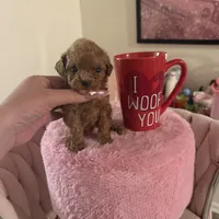 Buffy, a female Poodle - Toy  for sale in Beverly Hills, CA – Photo 6 of 6
