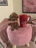 Buffy, a female Poodle - Toy  for sale in Beverly Hills, CA – Photo 6 of 6