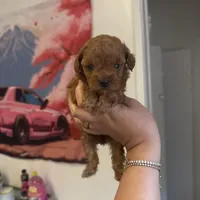 Buffy, a female Poodle - Toy  for sale in Beverly Hills, CA – Photo 4 of 6