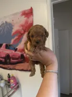 Buffy, a female Poodle - Toy  for sale in Beverly Hills, CA – Photo 4 of 6