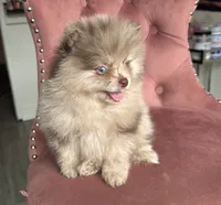 Smores , a male Pomeranian for sale in Beverly Hills, CA – 2 of 3