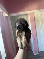 Oz, a male Maltipoo for sale in Canyon Country, CA – 3 of 4