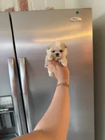 Theo, a male Maltipoo for sale in Beverly Hills, CA – Photo 5 of 8