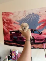 Theo, a male Maltipoo for sale in Beverly Hills, CA – Photo 7 of 8