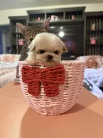 Theo, a male Maltipoo for sale in Beverly Hills, CA – Photo 1 of 8