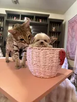 Theo, a male Maltipoo for sale in Beverly Hills, CA – Photo 6 of 8