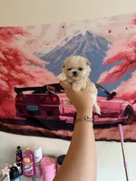 Theo, a male Maltipoo for sale in Beverly Hills, CA – Photo 8 of 8