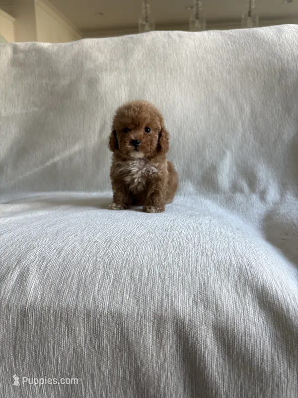 Millie – Poodle - Toy  puppy for sale in Canyon Country, CA