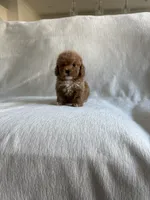 Millie, a female Poodle - Toy  for sale in Canyon Country, CA – 1 of 5