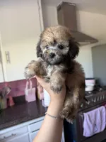 Maxie, a male Maltipoo for sale in Canyon Country, CA – 3 of 5