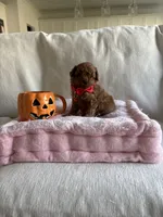 Cooper, a male Poodle - Toy  for sale in Canyon Country, CA – 4 of 6