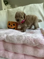 Lola , a male Poodle - Toy  for sale in Canyon Country, CA – 3 of 6