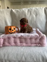 Cooper, a male Poodle - Toy  for sale in Canyon Country, CA – 6 of 6