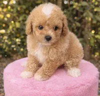 Angel , a female Maltipoo for sale in Beverly Hills, CA – Photo 3 of 3