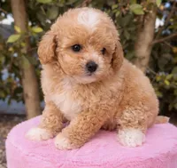 Angel , a female Maltipoo for sale in Beverly Hills, CA – Photo 2 of 3