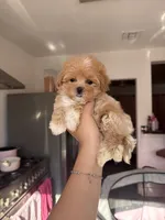 Molly, a female Maltipoo for sale in Canyon Country, CA – 4 of 7
