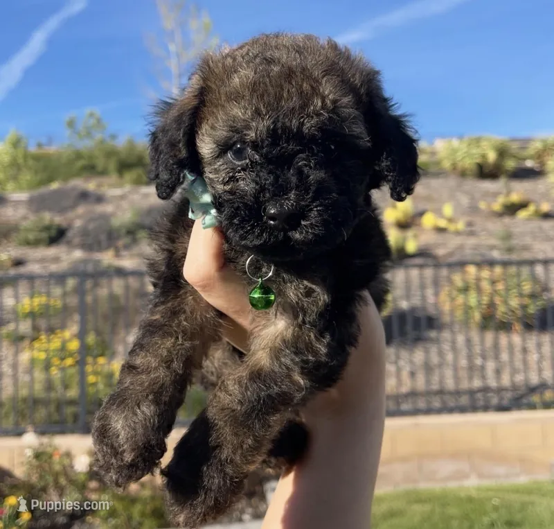 Coco – Maltipoo puppy for sale in Beverly Hills, CA
