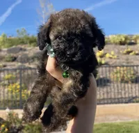Coco, a male Maltipoo for sale in Beverly Hills, CA – Photo 1 of 2