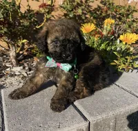 Coco, a male Maltipoo for sale in Beverly Hills, CA – Photo 2 of 2