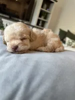 Bucky, a male Pomapoo for sale in Beverly Hills, CA – 3 of 3