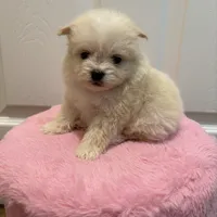 Billie, a male Pomapoo for sale in Beverly Hills, CA – Photo 2 of 4