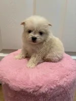 processed/c3fea910-0b8d-4493-967e-07698e26e983/listing/13426143-eea4-4d19-a104-6d9b3b5fcac8/19851e28-2b64-44ef-b595-440b8f241987