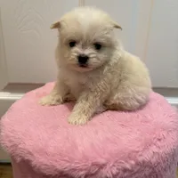 Billie, a male Pomapoo for sale in Beverly Hills, CA – Photo 3 of 4