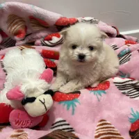 Billie, a male Pomapoo for sale in Beverly Hills, CA – Photo 4 of 4