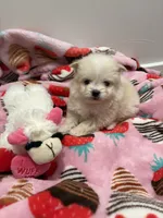 processed/c3fea910-0b8d-4493-967e-07698e26e983/listing/13426143-eea4-4d19-a104-6d9b3b5fcac8/a497e10b-3e11-4481-8412-63de953c6ed3