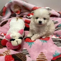 Billie, a male Pomapoo for sale in Beverly Hills, CA – Photo 1 of 4