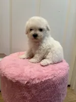 Chico, a male Maltipoo for sale in Beverly Hills, CA – Photo 3 of 5