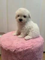 Chico, a male Maltipoo for sale in Beverly Hills, CA – Photo 1 of 5