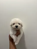 Chico, a male Maltipoo for sale in Beverly Hills, CA – Photo 2 of 5