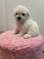 Chico, a male Maltipoo for sale in Beverly Hills, CA – Photo 5 of 5