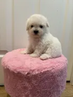 Chico, a male Maltipoo for sale in Beverly Hills, CA – Photo 4 of 5