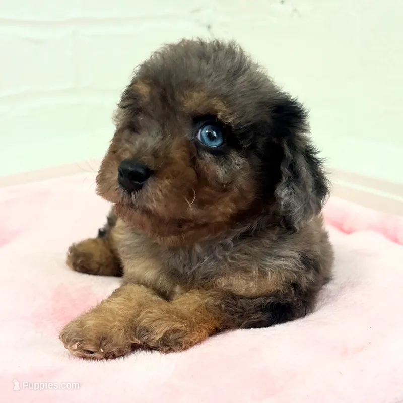 Mia – Maltipoo puppy for sale in Beverly Hills, CA
