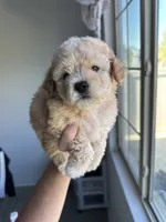 Bella, a female Maltipoo for sale in Canyon Country, CA – 4 of 7