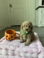 Winston, a male Poodle - Toy  for sale in Canyon Country, CA – 6 of 6