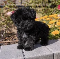 Luna , a female Yorkipoo for sale in Beverly Hills, CA – Photo 1 of 2