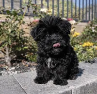 Luna , a female Yorkipoo for sale in Beverly Hills, CA – Photo 2 of 2