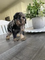 Ollie, a male Maltipoo for sale in Canyon Country, CA – 3 of 4