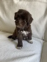 Luna, a female Maltipoo for sale in Canyon Country, CA – 3 of 5