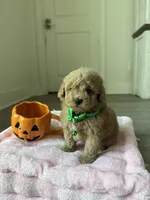 Winston, a male Poodle - Toy  for sale in Canyon Country, CA – 4 of 6