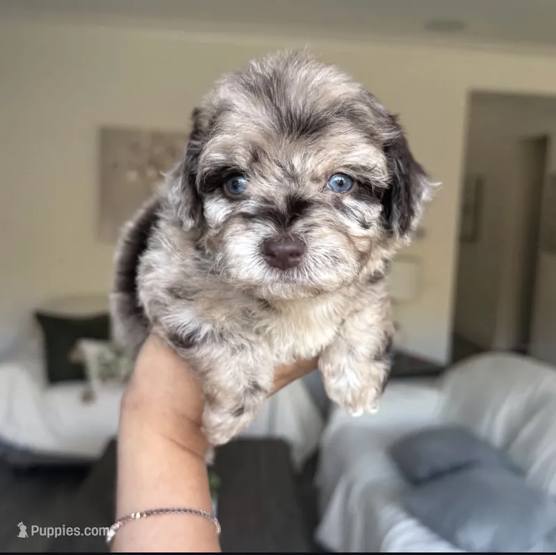 Ruby – Maltipoo puppy for sale in Beverly Hills, CA